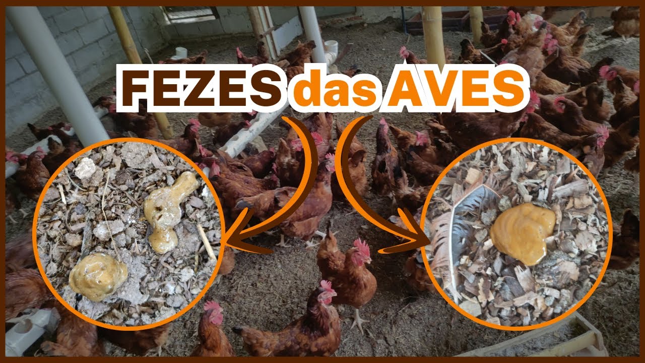 Não Deixe a Diarreia Acabar com Sua Criação de Galinhas – Veja o Que Fazer!
