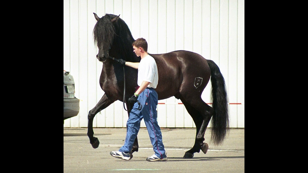 Andalusian horse - Wikipedia Spoken Articles
