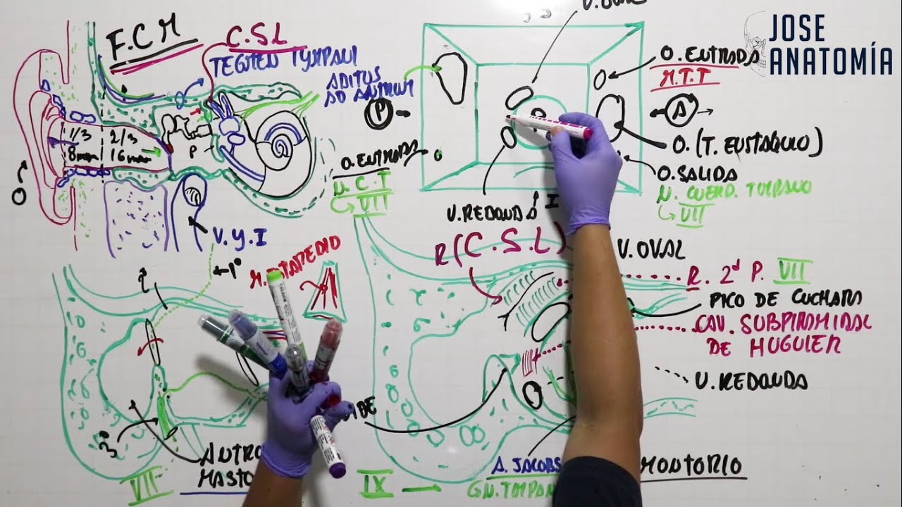 ANATOMÍA | OÍDO (Externo y Medio)
