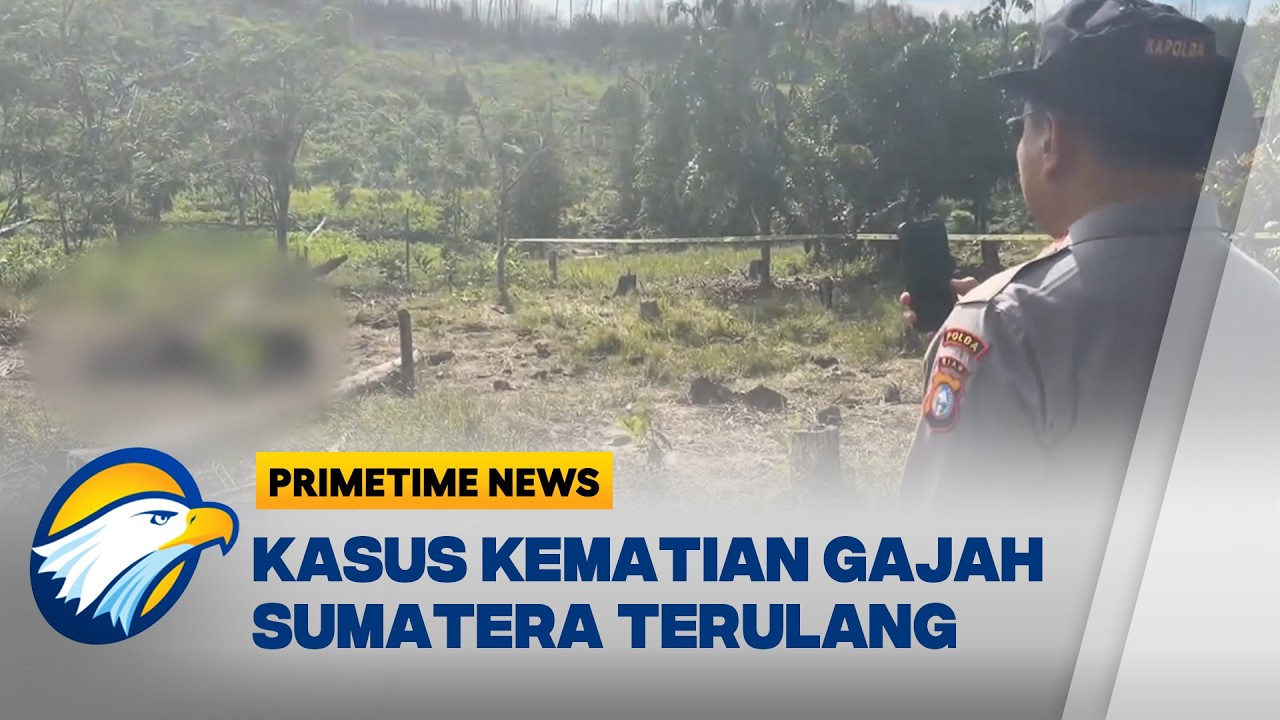 Kematian Gajah Sumatera di Riau Lagi Ditemukan - [Primetime News]