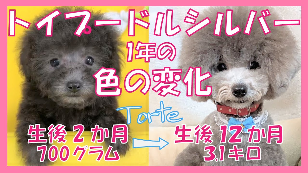 トイプードルシルバーの1年の毛色の変化をまとめたらアフロ犬の別犬になった愛犬トルテ💓（トイプードルのTorte channel)【toypoodlesilver】【dog】