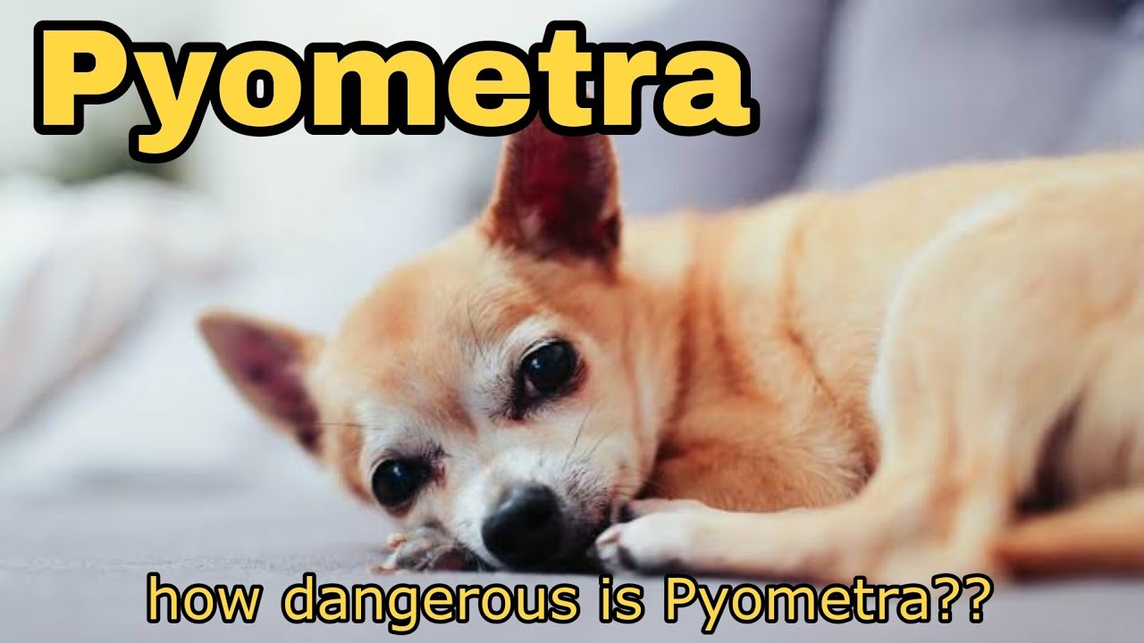 Pyometra in dogs | How dangerous is Pyometra? | Pus in Uterus