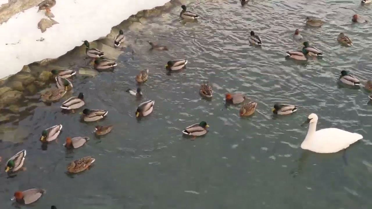 This year, many Redheads have returned to Toronto @ Humber Bay Shores.
