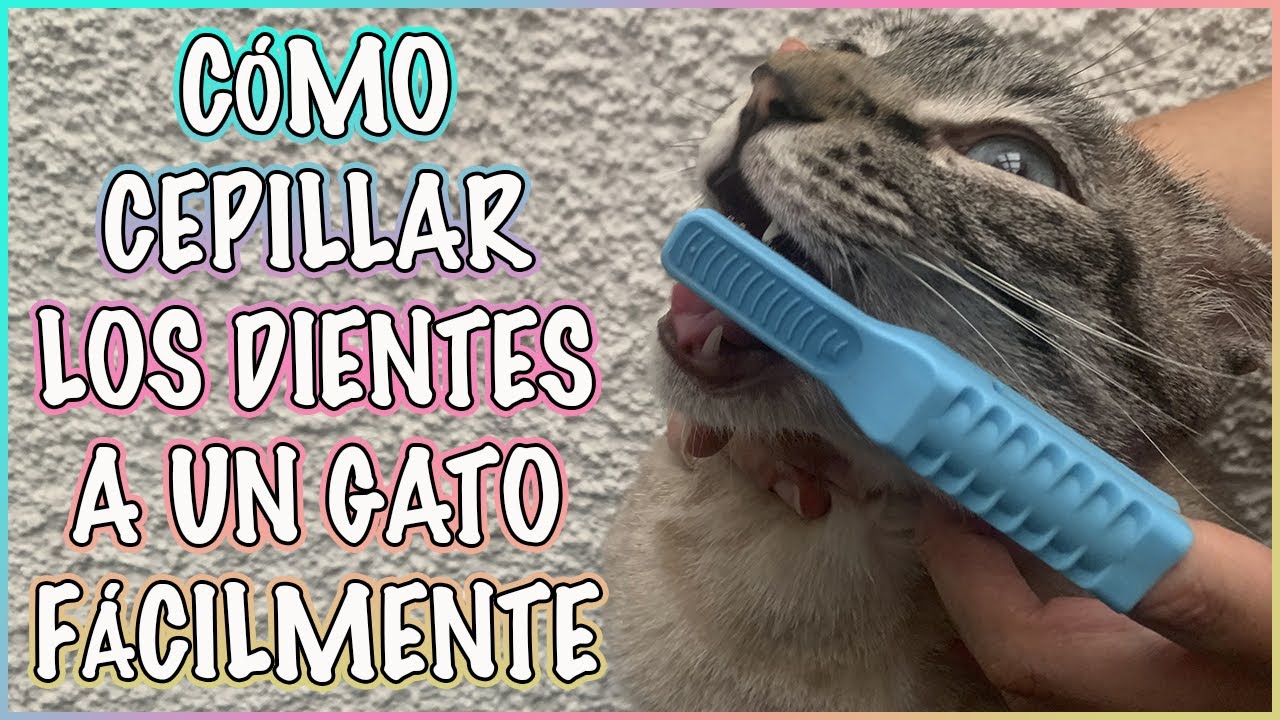 CÓMO CEPILLAR LOS DIENTES A TU GATO FÁCILMENTE - SiamCatChannel
