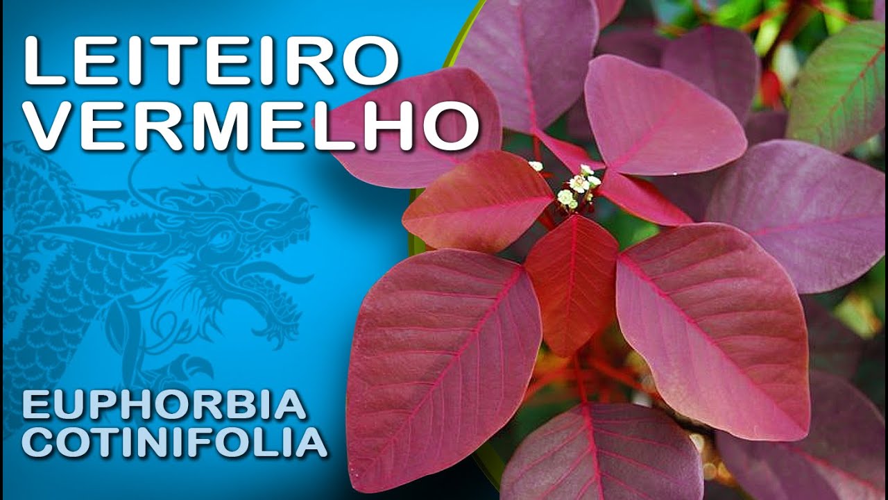 Smoke Bush Tree - Árvore Leiteiro vermelho  - Bonsai SP