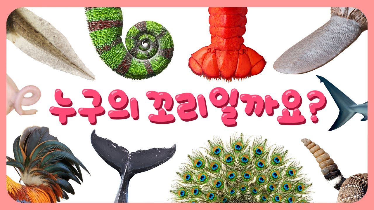 누구의 꼬리일까요? 🐾 관찰력 쑥쑥! 유아를 위한 31가지 동물 꼬리 맞추기 게임