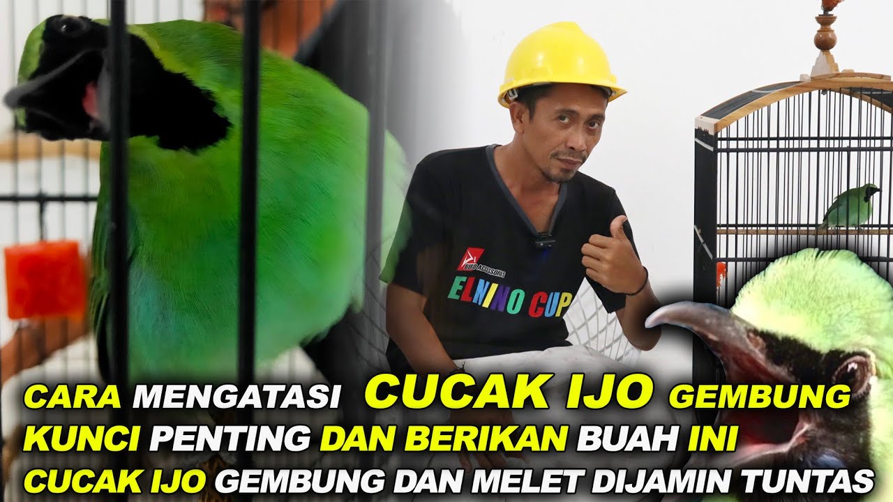 Cara mengatasi Cucak Ijo Gembung . Sederhana tapi luar biasa. (Nanang Tengoel)