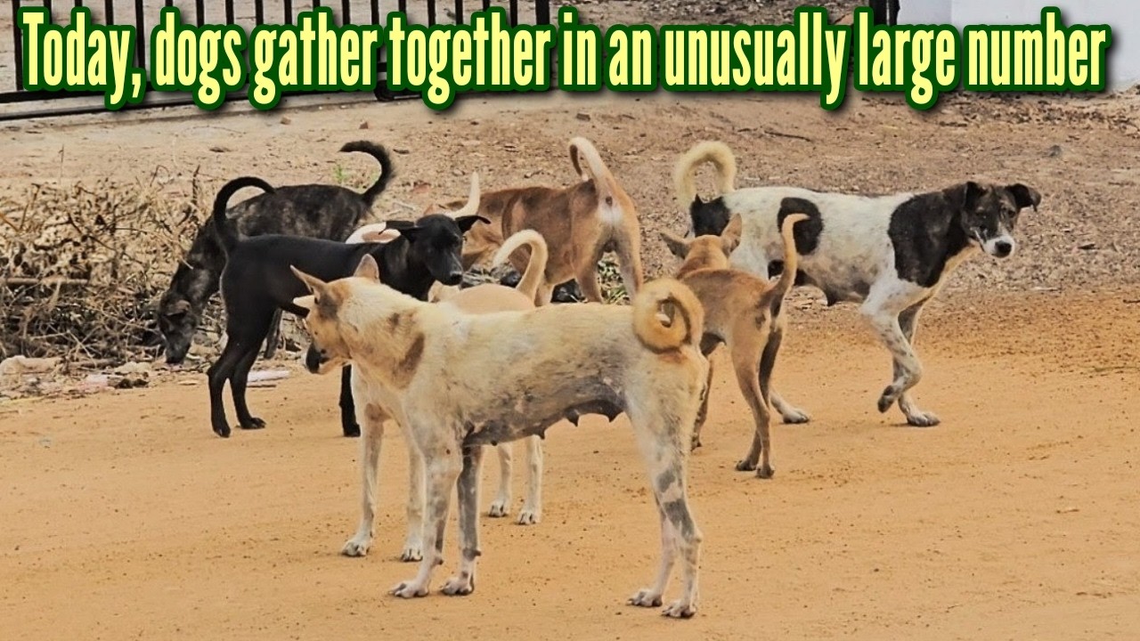 TODAY, DOGS GATHER TOGETHER IN AN UNUSUALLY LARGE NUMBER #dogs