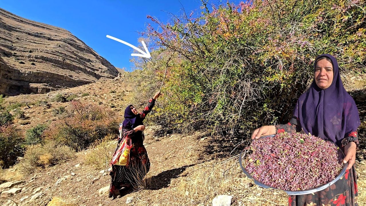 🏔️🥜 From Wild Pistachios to Red Barberries 🍇: Kolsoom’s Healing Journey for Gordo 💊