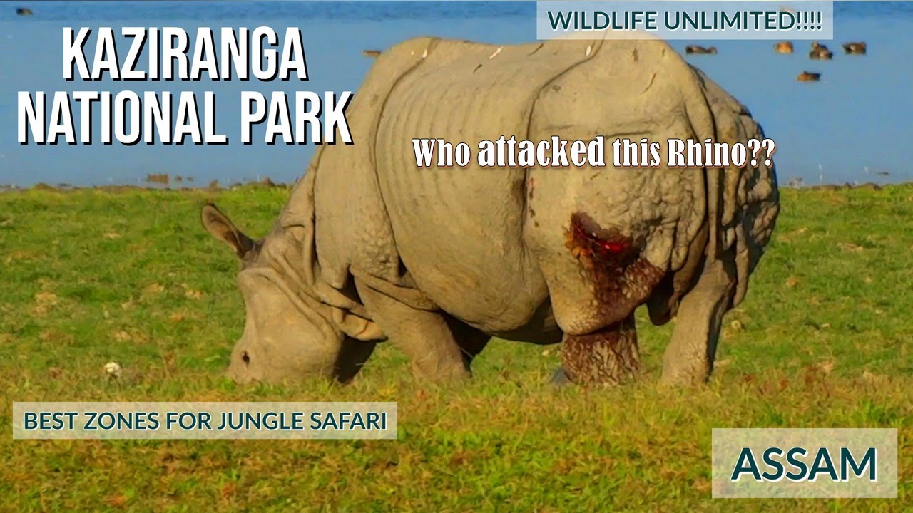 Kaziranga National Park Jeep safari | Best zones for jungle safari | Assam @TravelNatureRitwick