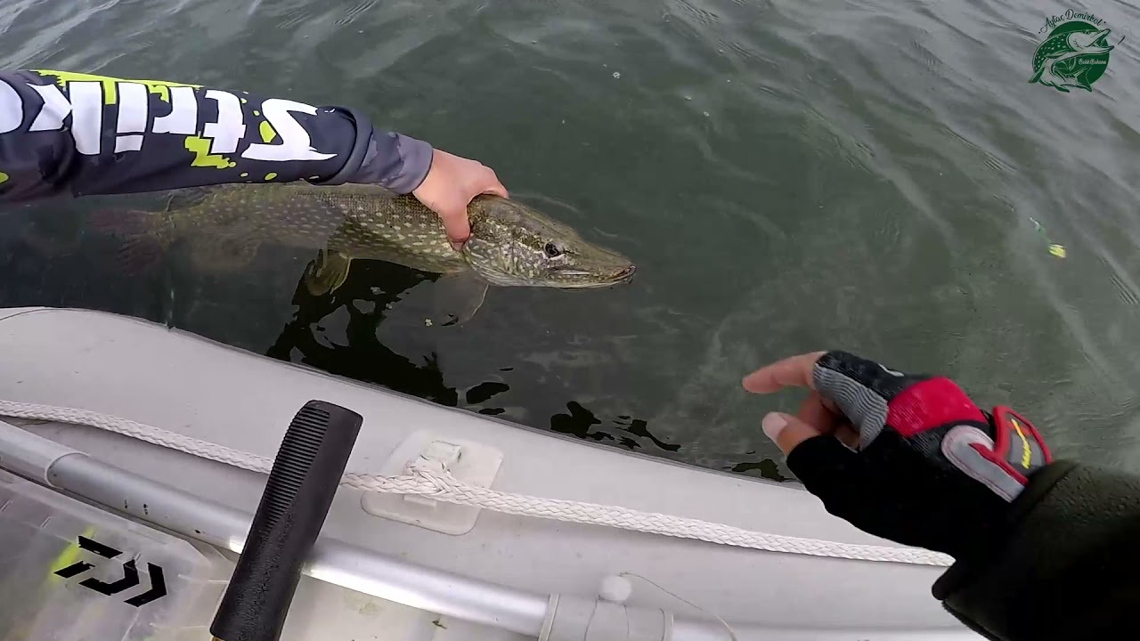 Sudak ve Turna Avımızdan Kareler. Zander and Pike Hunting.