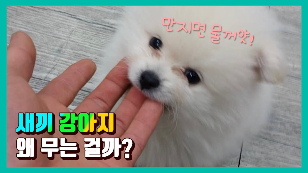 손, 발, 옷 깨무는 새끼 강아지ㅣ무는버릇 고치기ㅣ4가지 방법