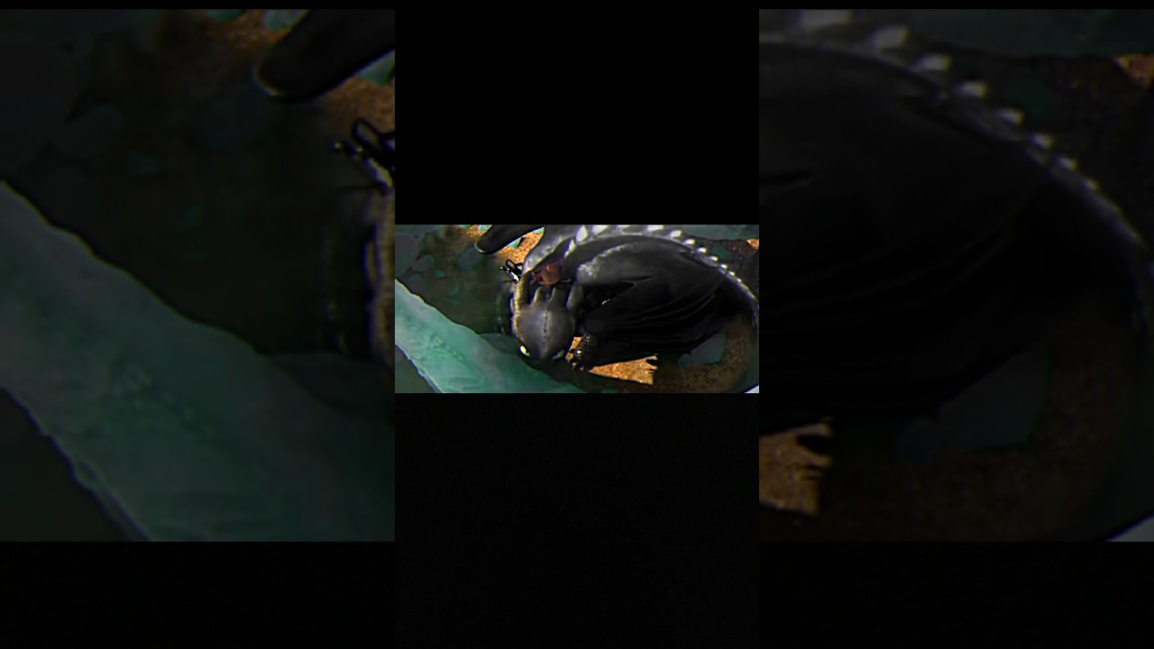 Alpha toothless in different colors 🫶🔥