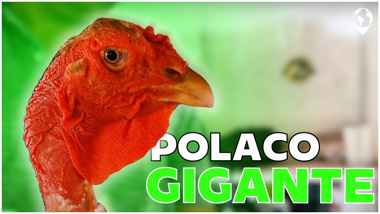 Explorando o Criatório Elite | Conheça os Impressionantes Galos Polaco Gigante!