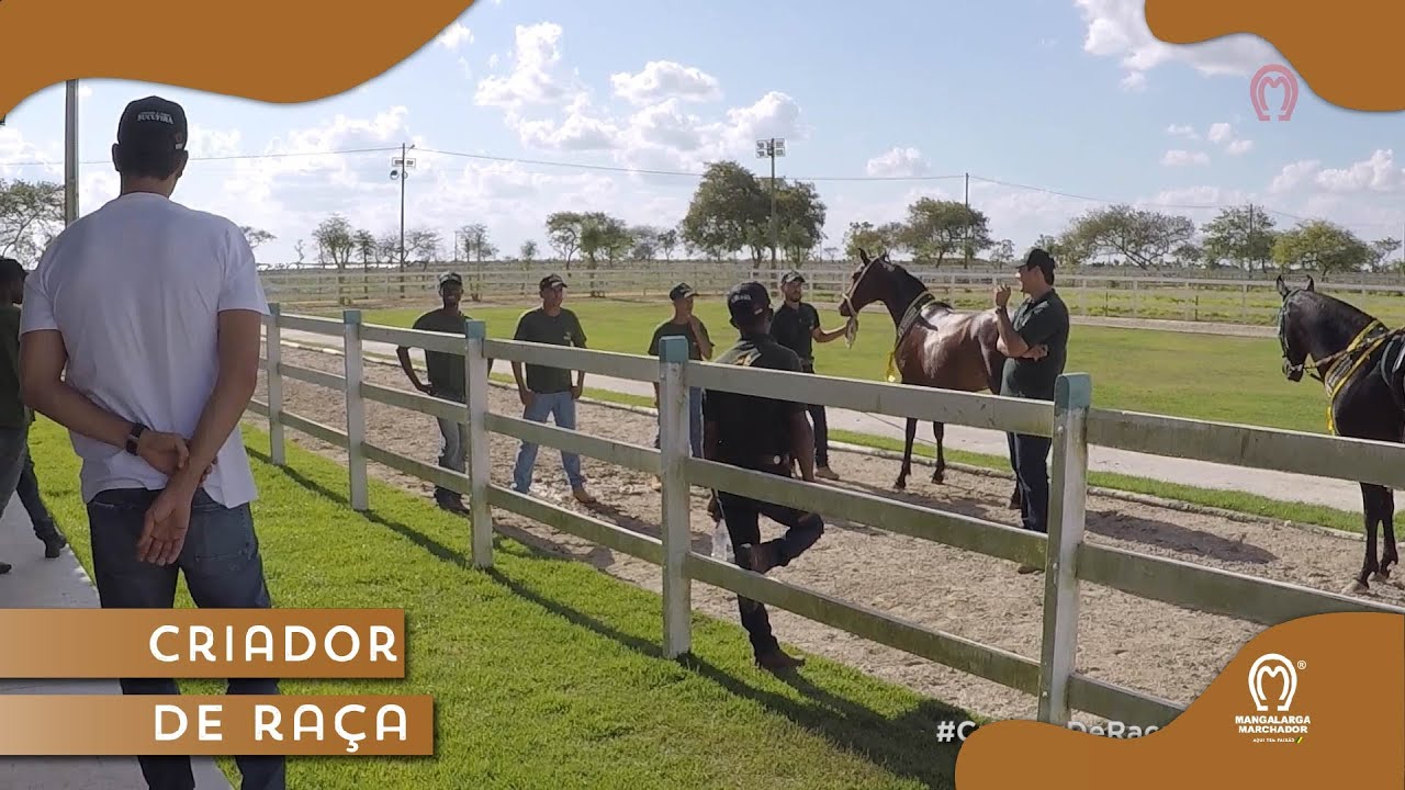 CRIADOR DE RAÇA - HARAS SUCUPIRA