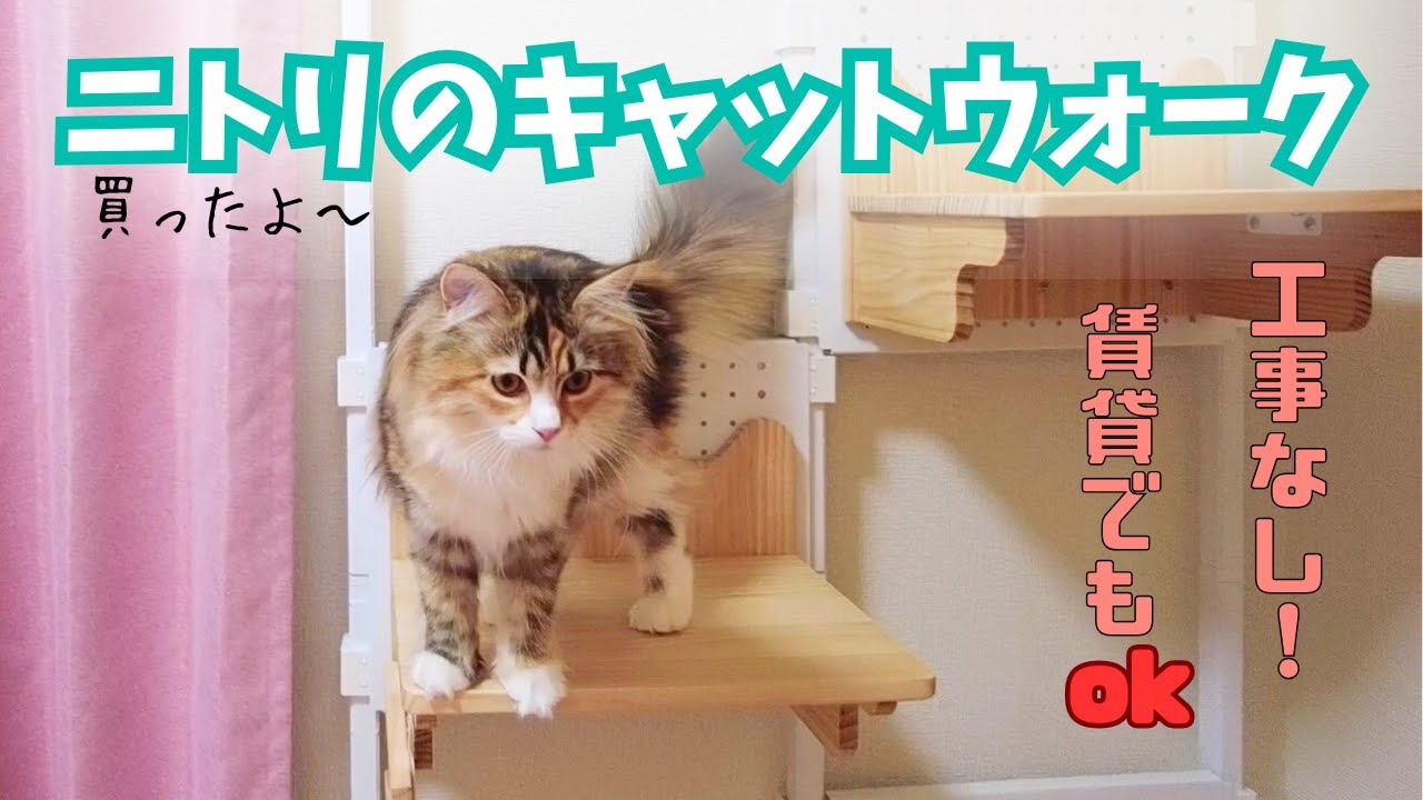 ニトリのキャットウォークを購入！