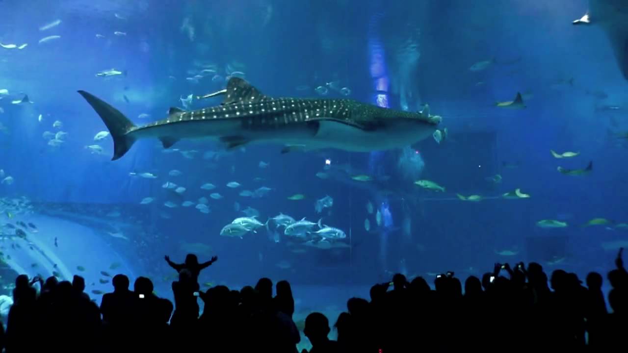 Lara's Song by Glide & Swerve (Okinawa Churaumi Aquarium) :-)