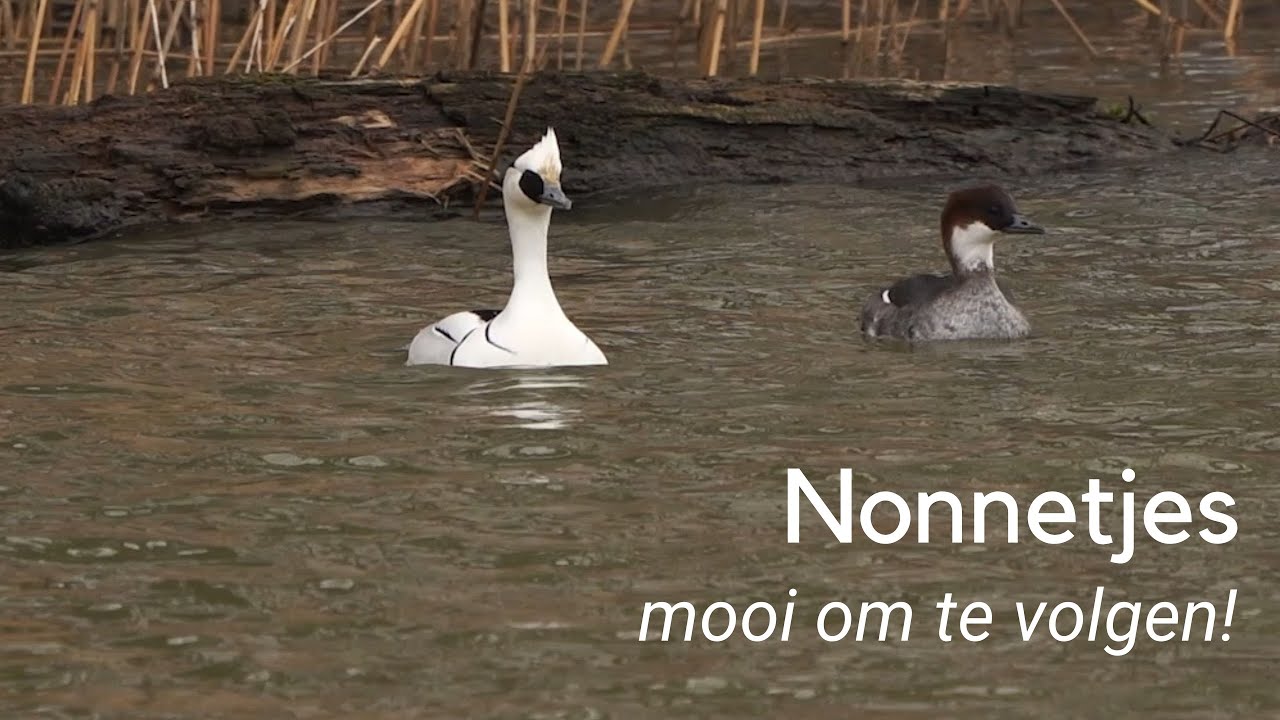 Nonnetjes: altijd mooi om te volgen! #1190