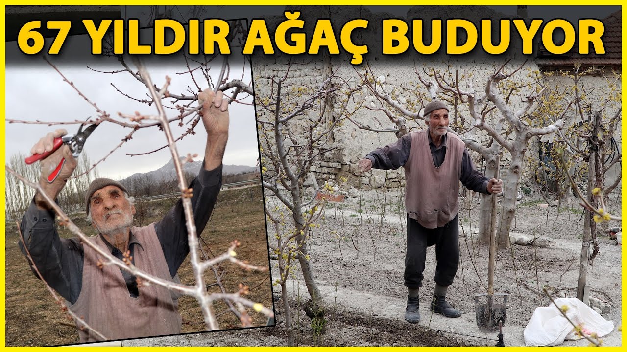 91 Yaşındaki Ağa&ccedil; Budamacı H&uuml;seyin &Ouml;lmez, G&ouml;renleri Şaşırtıyor