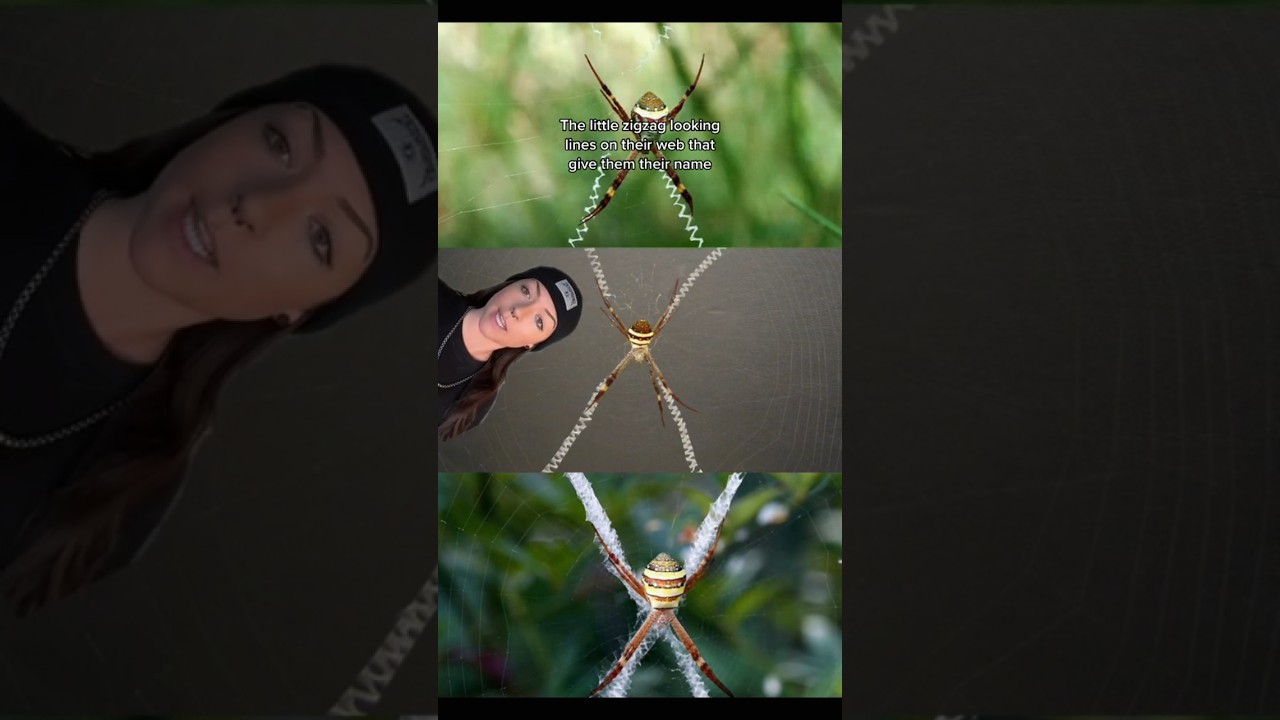 sick spider tbh