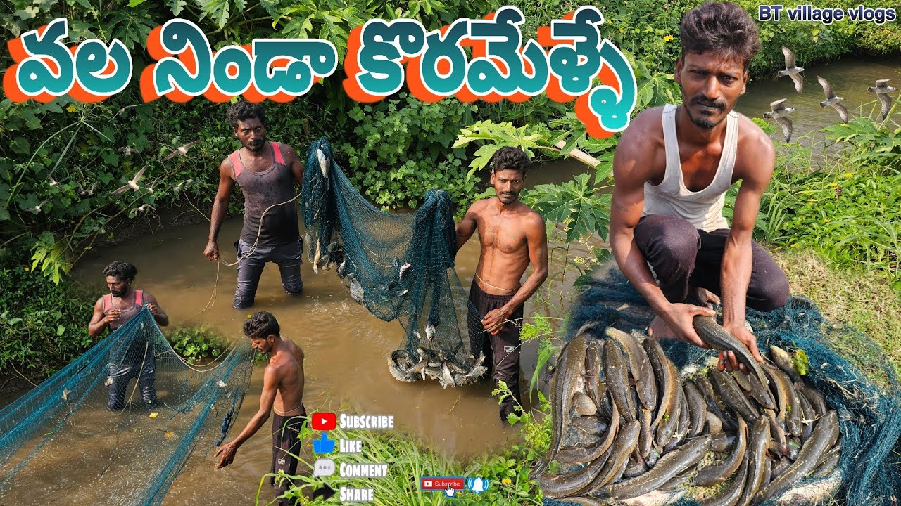వల నిండా కొరమేళ్లు#fishing #koramenu #penumudi #villagevlog #fish #dryfish #fishhunting#prawns #crab