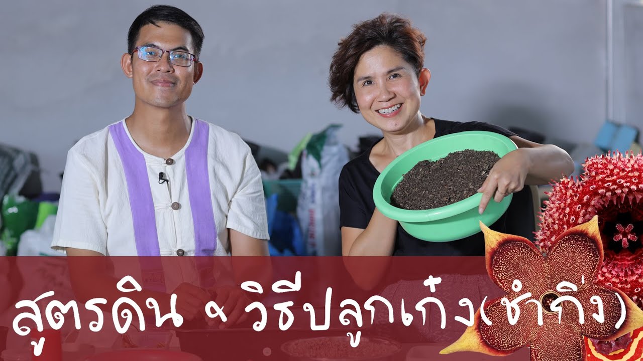 สูตรดิน วิธีปลูก