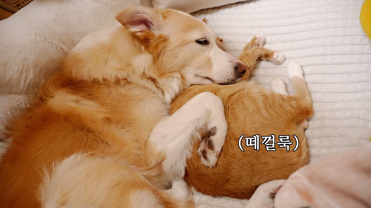 고양이에게 백만번 혼난 강아지가 보여준 애틋한 행동 ㅜㅜ..(서윗 브로콜리)