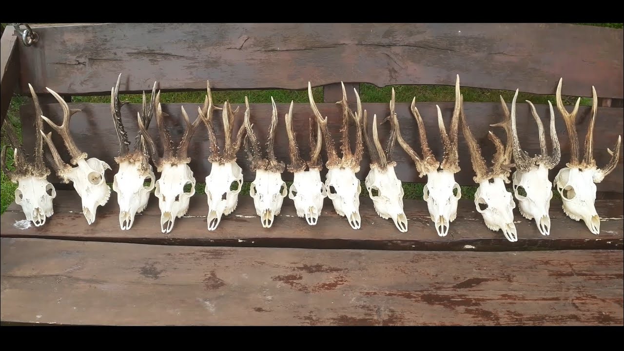 Parostki myłkusy wielotykowce. Antlers, rehbock.