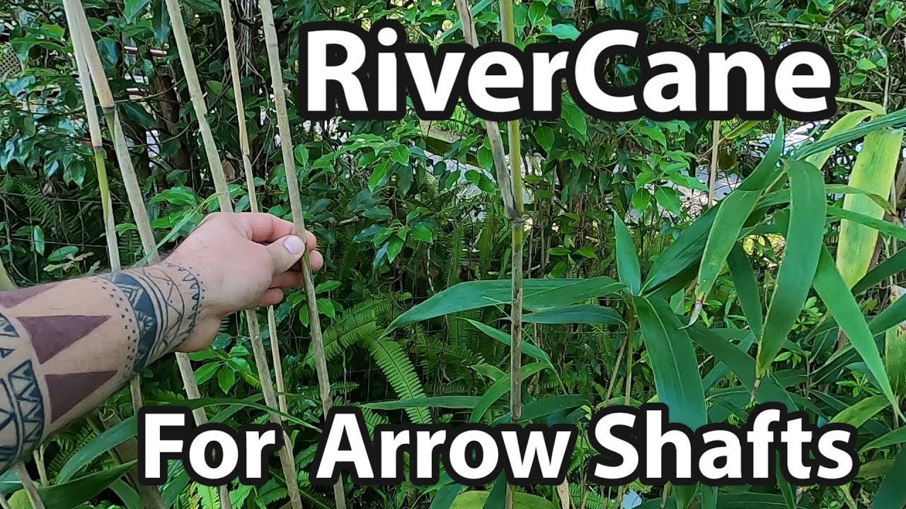 River Cane for Arrow Shaft. What to look for.