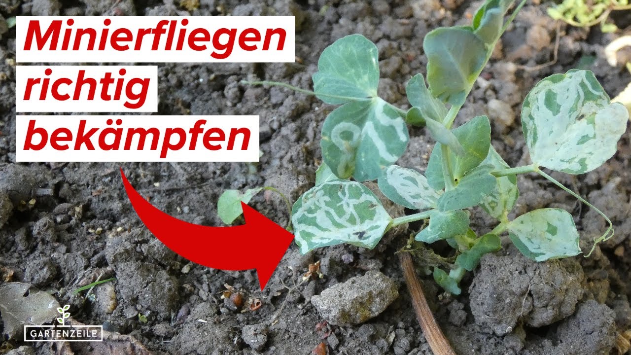 Minierfliegen im Garten bekämpfen - So wirst du diese Schädlinge los