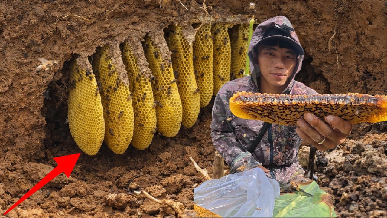Kho Vàng Bí Mật Của Những Chú Ong Hoang Dã