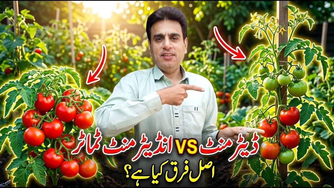 Which Tomato Plant is Better? Determinate vs Indeterminate Comparison