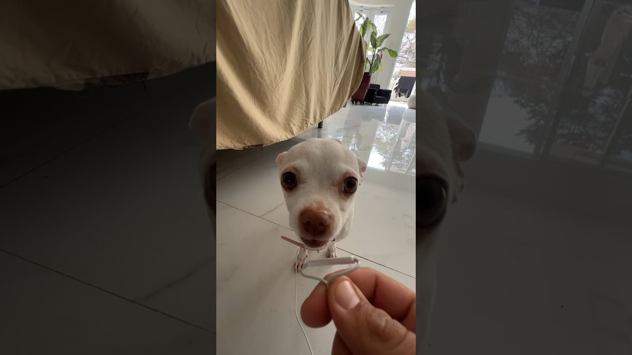 My dog can sing😱