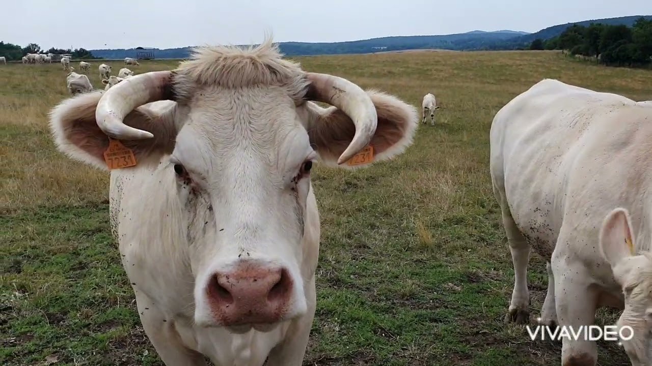 Charolais & Aubrac SLOVAKIA