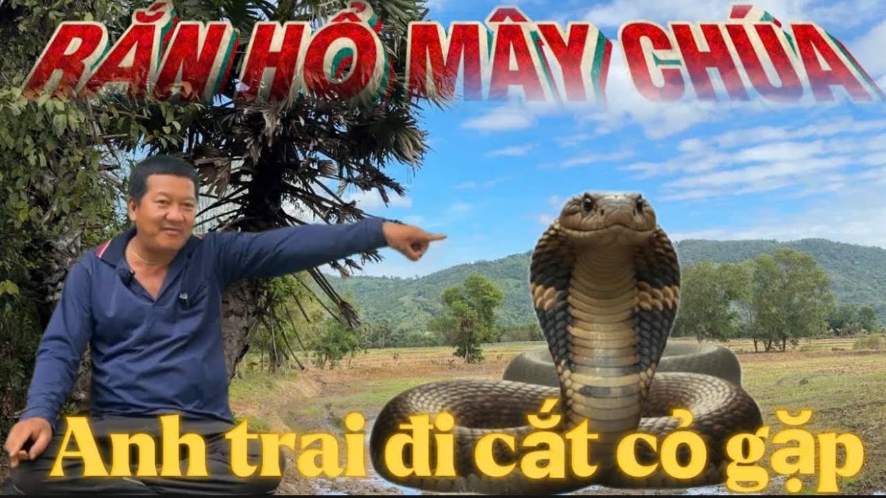 Người đàn ông sống ở vùng thất sơn bảy núi đi cắt cỏ chạm trán rắn hổ mây khủng to bằng cái khạp