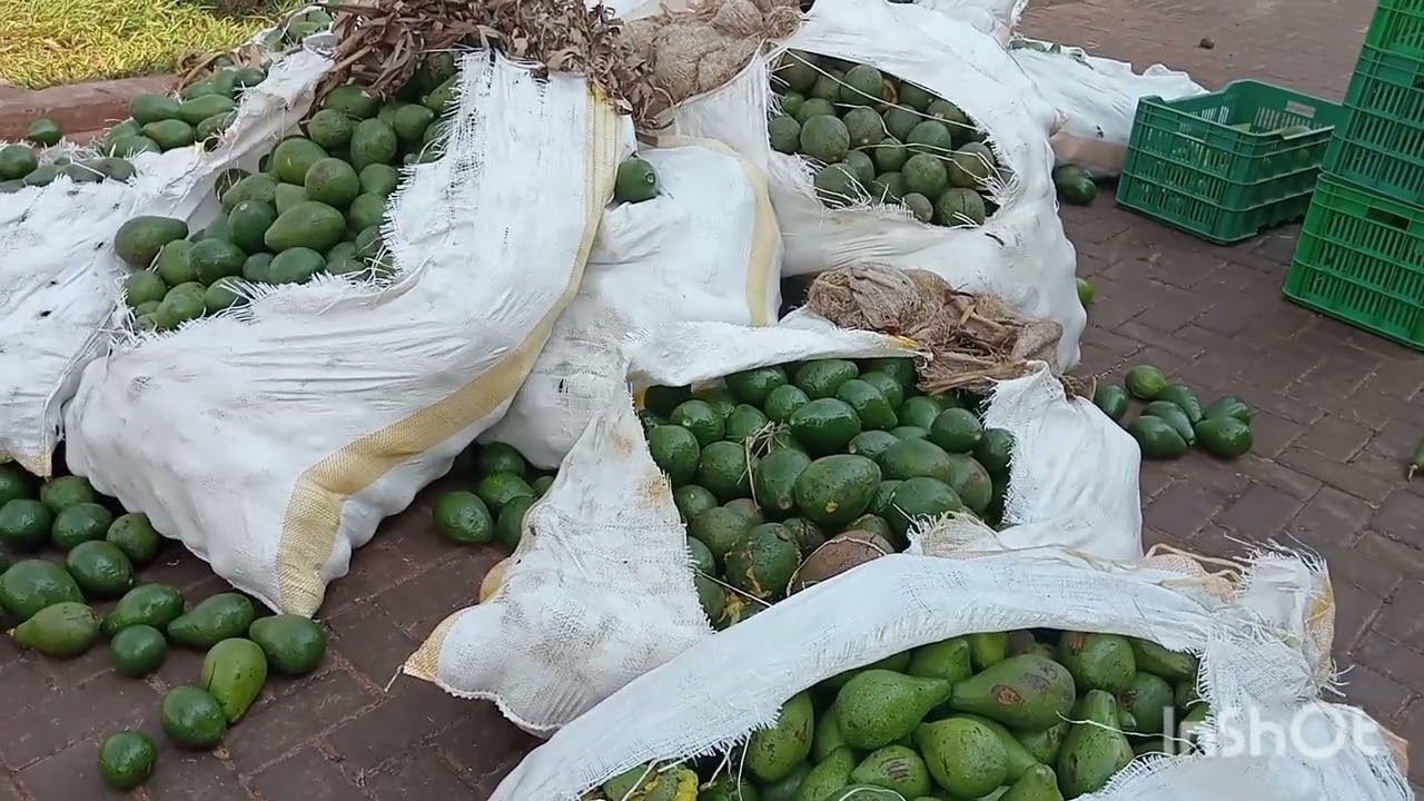 Hass Avocado earns over shs39m from an acre