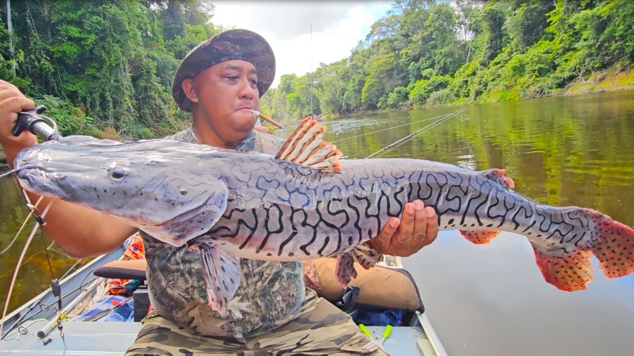 Fishing expedition for Tiger shovelnose catfish - Deep in the jungle rivers of Suriname