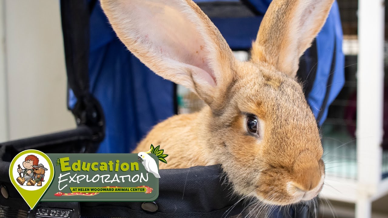 Flemish Giant Rabbit | Education Exploration Keeper Talk