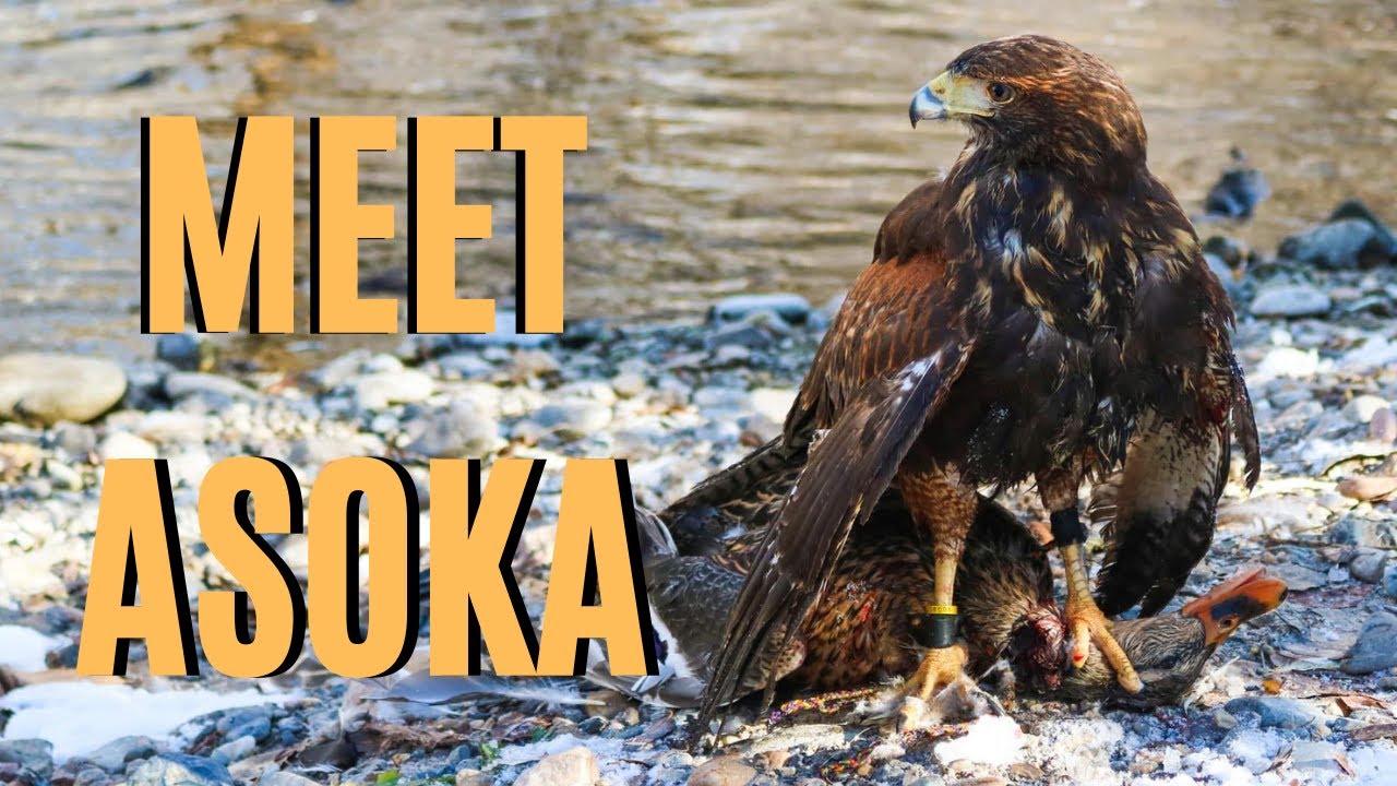 Introducing our Team of Harris hawks (Asoka)