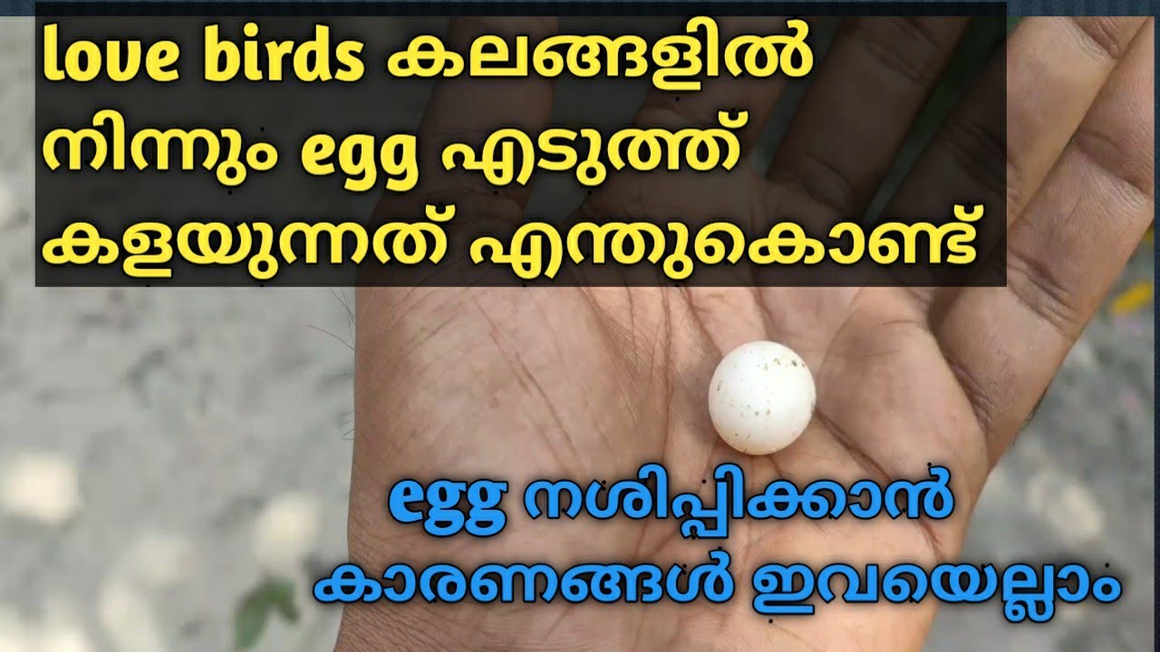 Love birds egg നശിപ്പിച്ചു കളയുന്നത് എന്തുകൊണ്ട് കാരണങ്ങൾ ഇതെല്ലാം അണ് #lovebirds #lovebirdsegging
