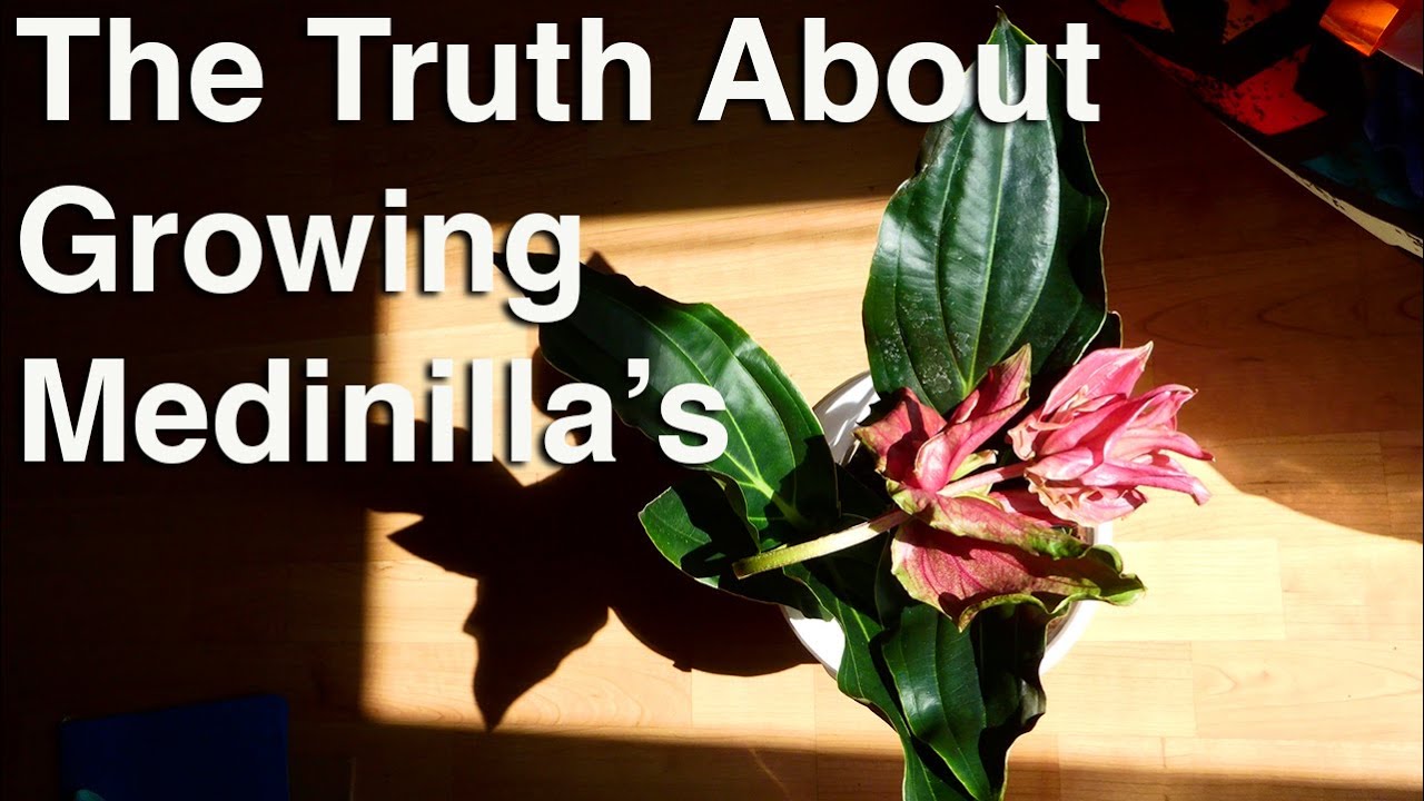 Growing Medinilla The Truth About Growing this Magnificent Tropical Plant.