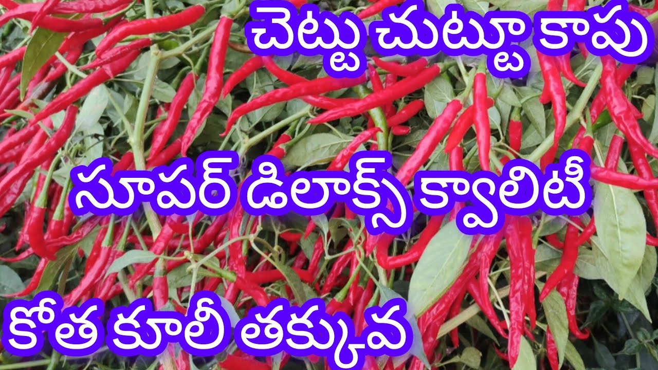 గొప్పగా చెప్పాల్సిన పనిలేదు రైతుకు బాగా కాస్తే చాలు ప్రతి రైతు కూడా ఇది ఎక్కడ కాపు బాబోయ్ అనాల్సిందే