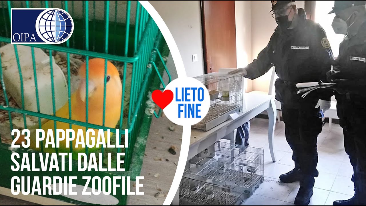 VENTITR&Eacute; PAPPAGALLI SALVATI DALLE GUARDIE ZOOFILE DELL&rsquo;OIPA DI UDINE