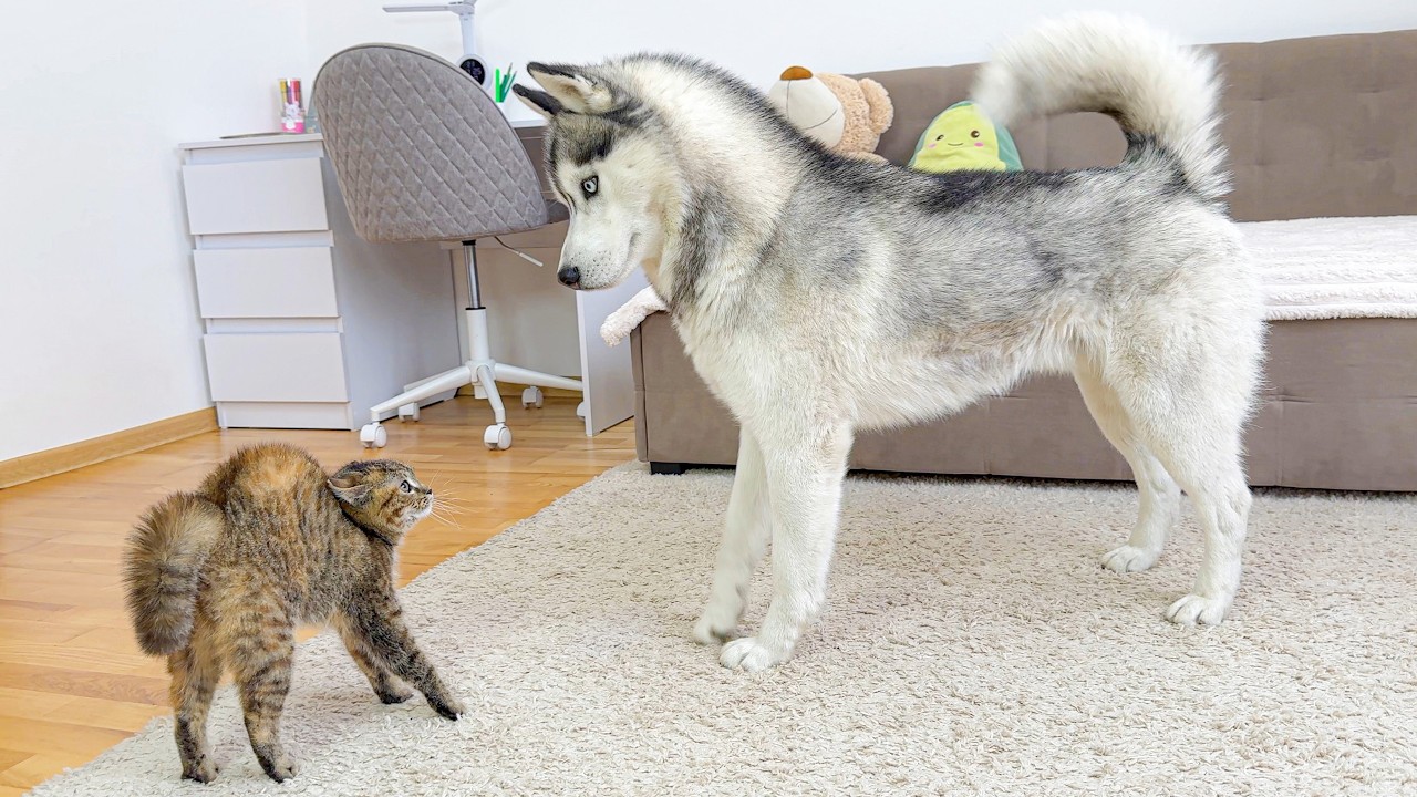 Kitten Acts Like It&rsquo;s Never Seen This Giant Husky Before!!