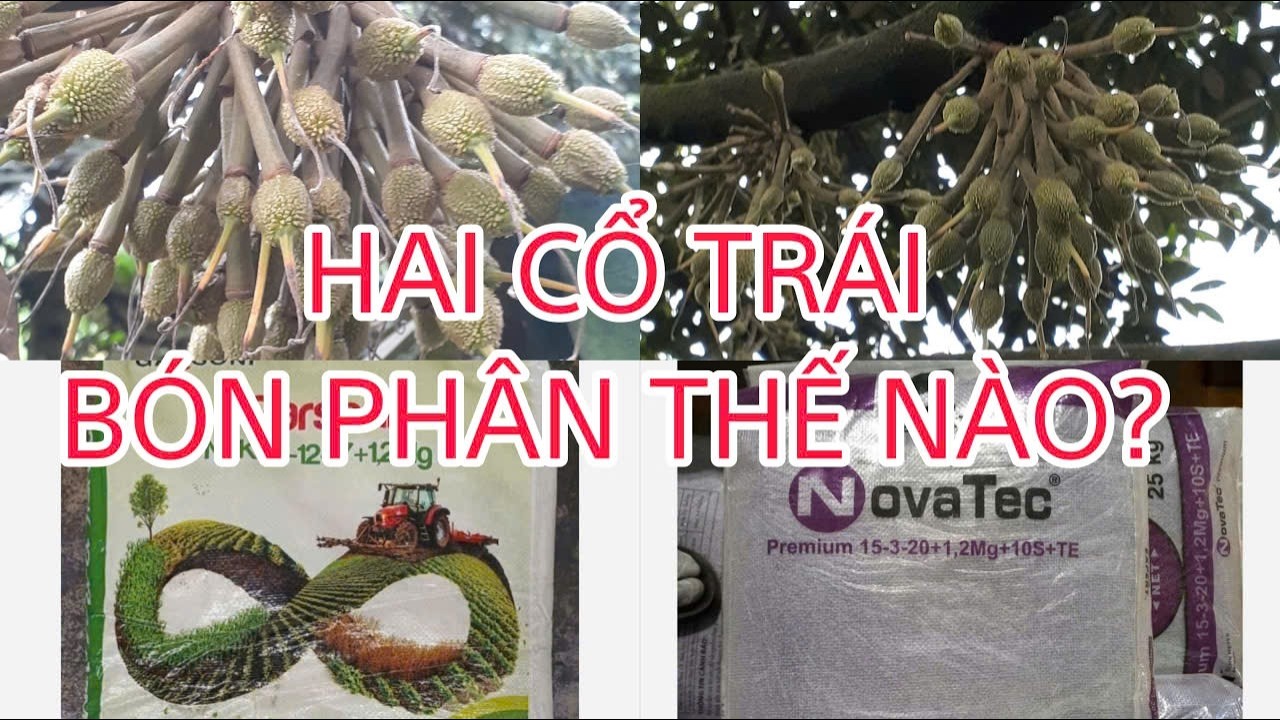 Sầu riêng hai cổ trái vẫn đậu tốt? Bón phân thế nào?