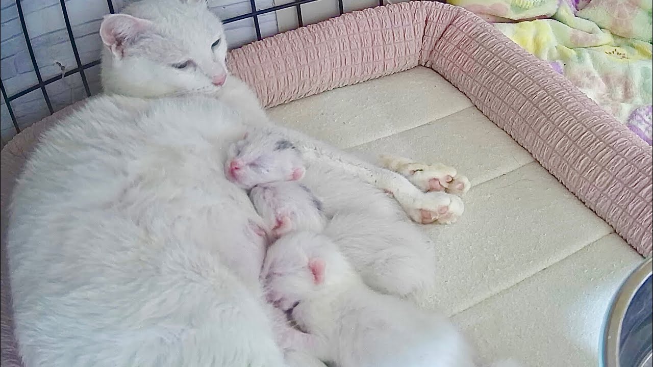生後4日ゆるゆるなおっぱい争奪戦を繰り広げる子猫【白玉ちゃん日記#8】Four-day-old kittens