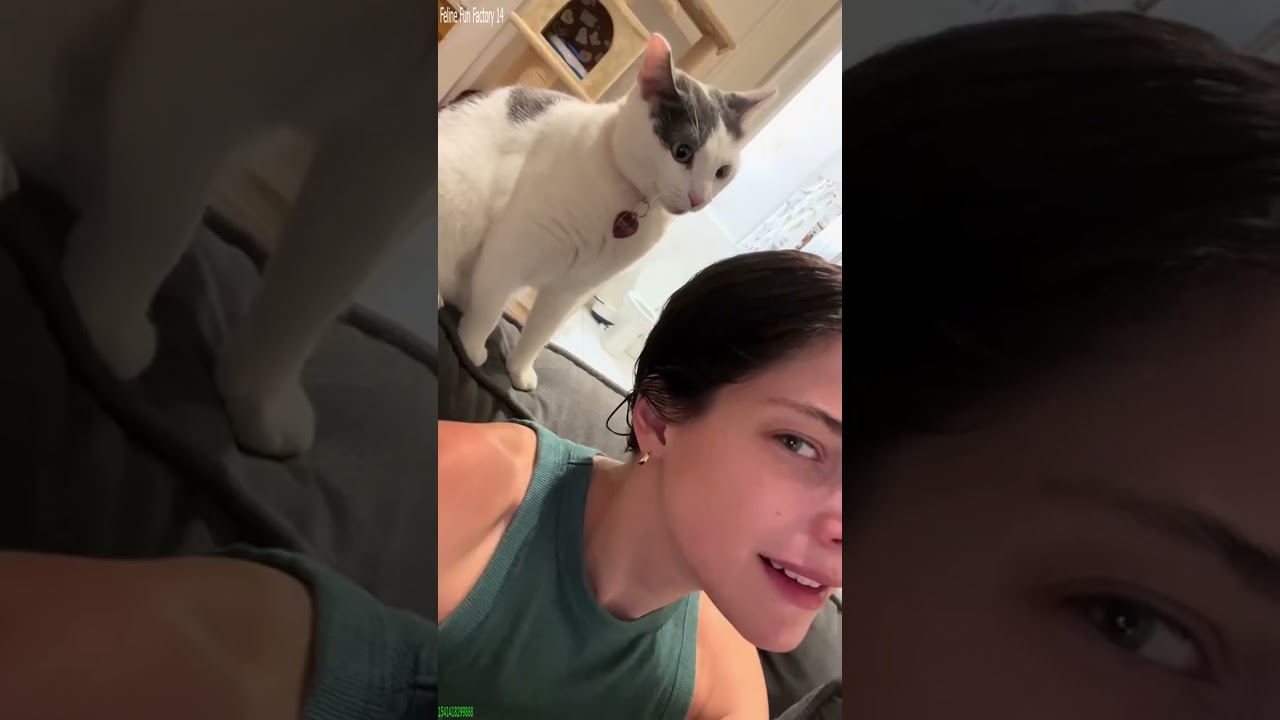 Cute Kittens 😾 funny cats meme 😼 # Ep 1639