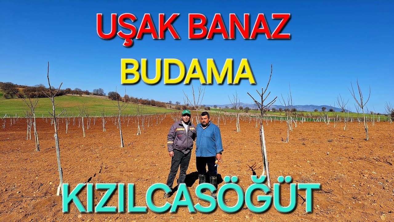 3 YAŞ CEVİZ BUDAMA.UŞAK BANAZ KIZILCASÖĞÜT