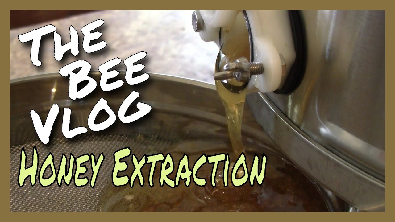 Honey Extraction - Bee Vlog #169 - Aug 20, 2015