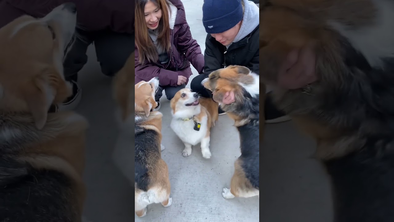 Corgi Gets Protective Over His Owner